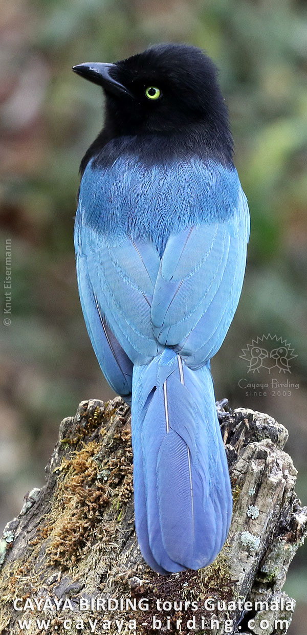 Dorsal view at adult Bushy-crested Jay
