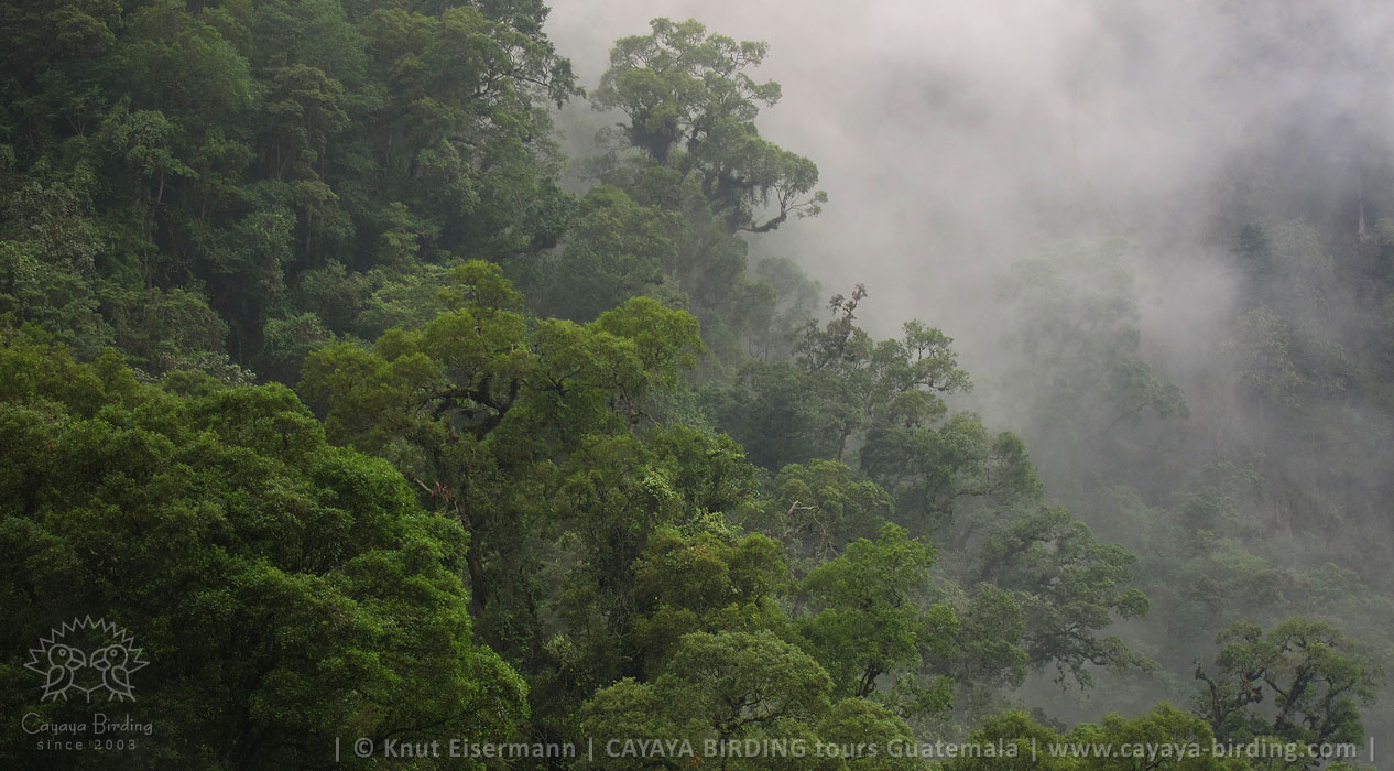 Garnet-throated Hummingbird habitat in Guatemala