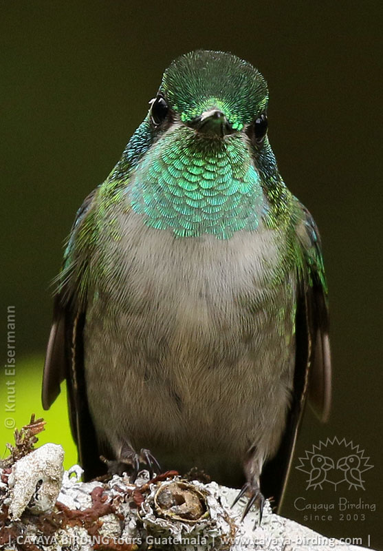 Green-throated Mountain-gem male