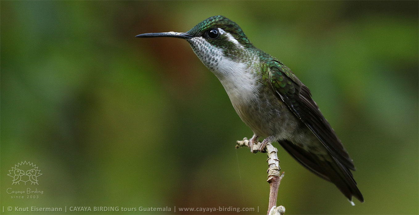 Green-throated Mountain-gem in Guatemala
