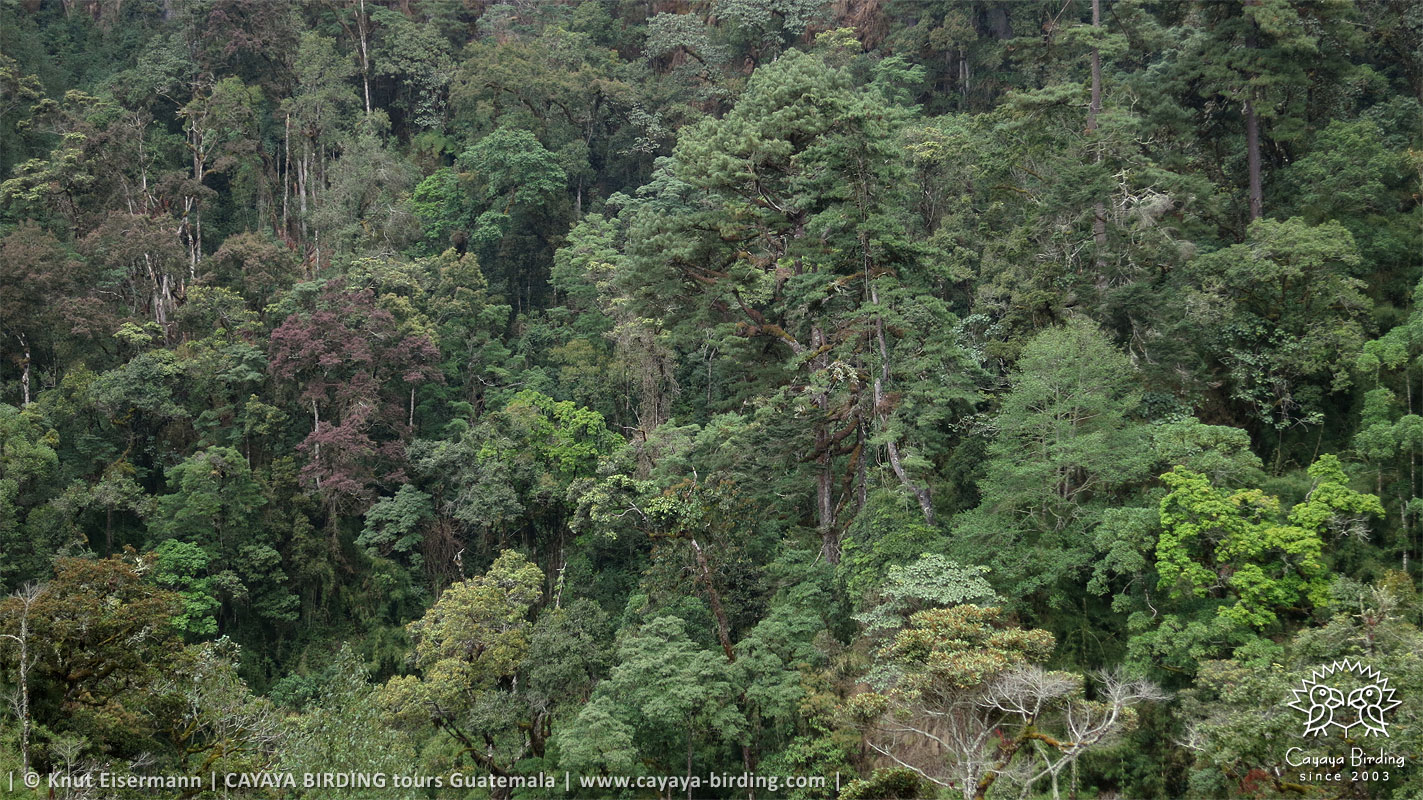 Guatemalan Pygmy Owl habitat in Guatemala