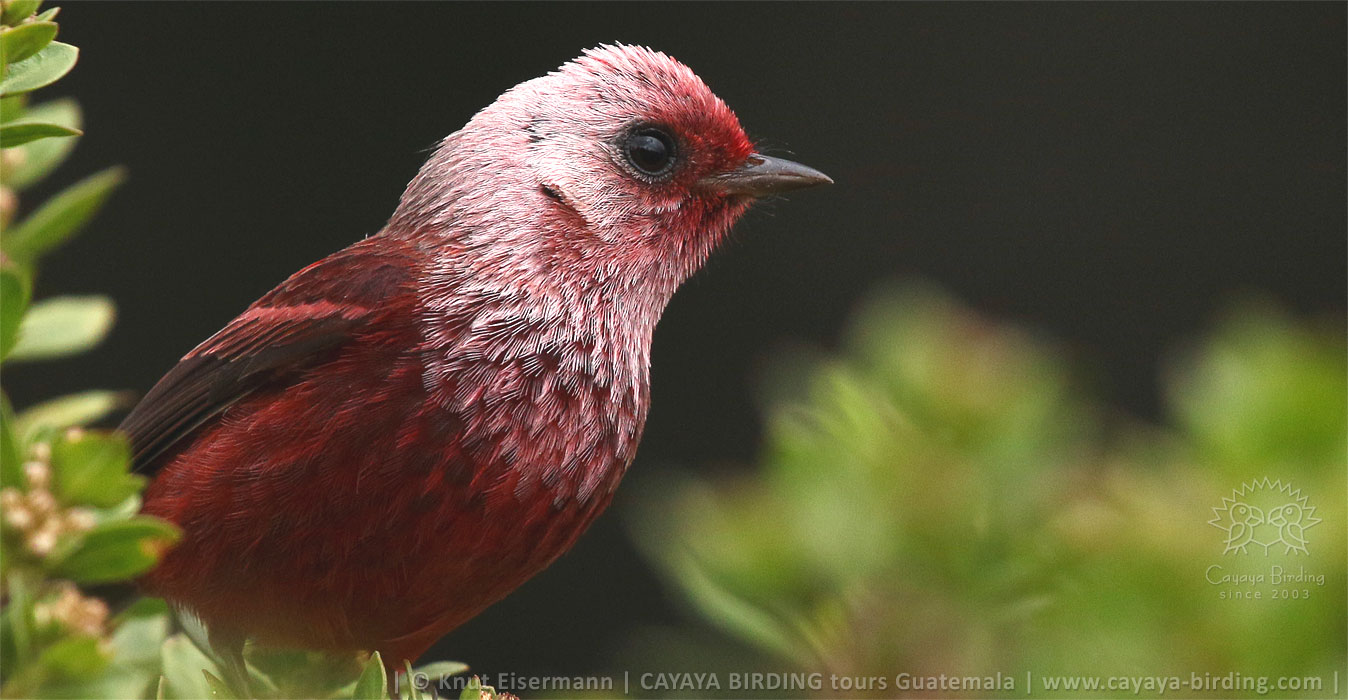 Pink-headed Warbler in Guatemala