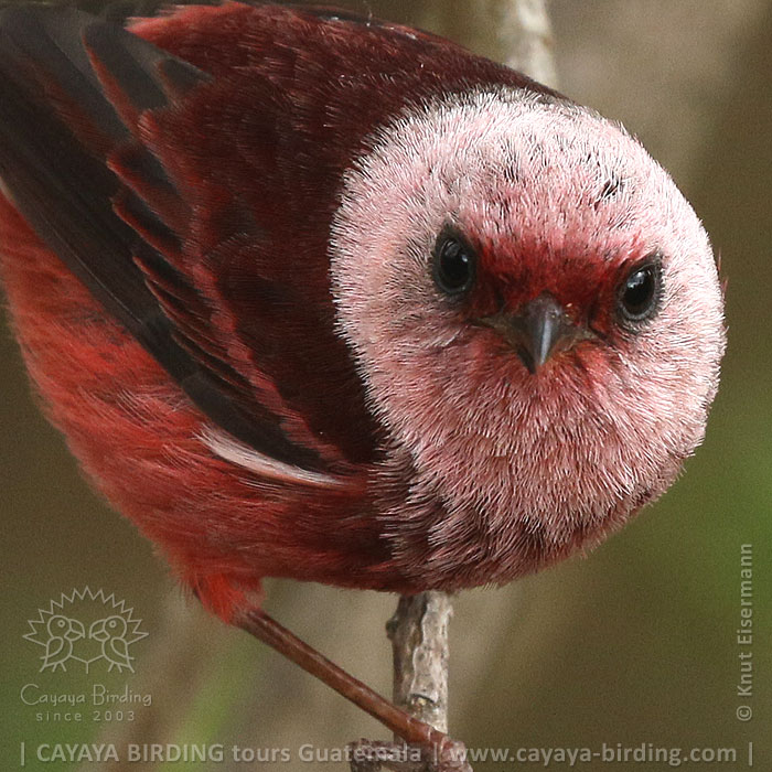 Portrait of a Pink-headed Warbler