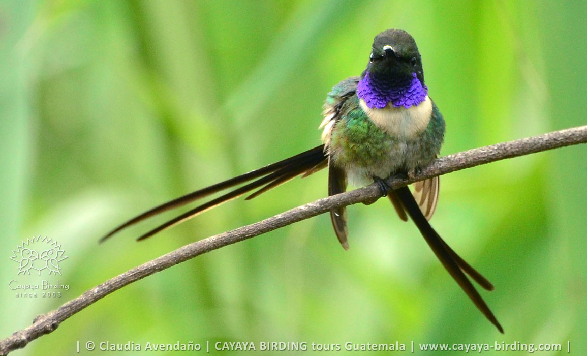 Slender Sheartail in Guatemala