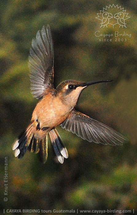 juvenile Slender Sheartail