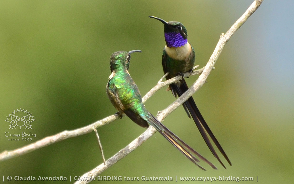 Two males of Slender Sheartail
