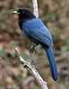 juvenile Bushy-crested Jay