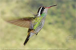 White-eared Hummingbird juvenile