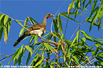 White-bellied Chachalaca
