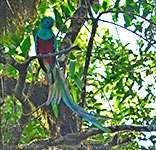 adult male Resplendent Quetzal with streaners blowing in the wind