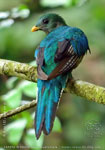 juvenile male Resplendent Quetzal
