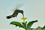Green-breasted Mango