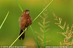 Thick-billed Seed-Finch