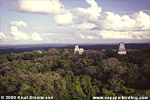 Forest of Tikal