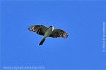 White-breasted Hawk
