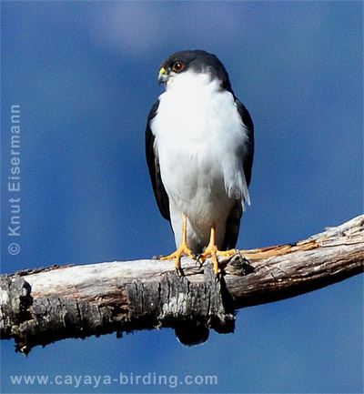 White-breasted Hawk