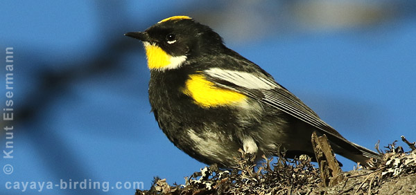 Goldman's Warbler