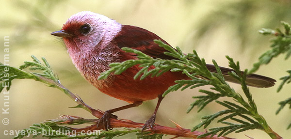 Pink-headed Warbler