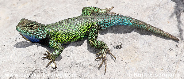 Chiapan Malachite Spiny Lizard Sceloporus smaragdinus