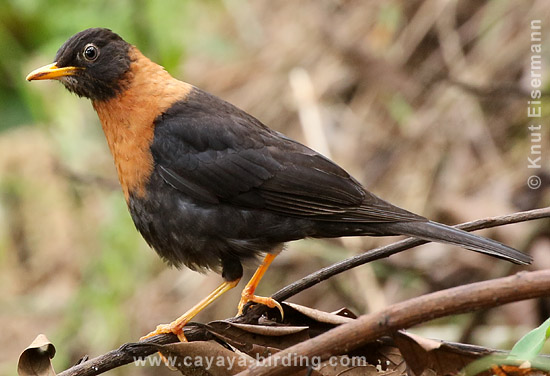 Rufous-collared Robin