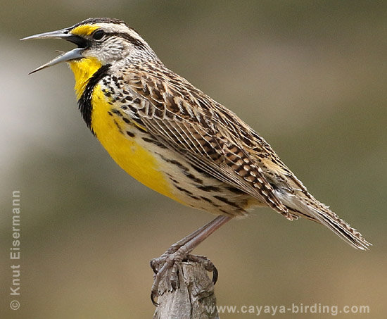 Eastern Meadowlark