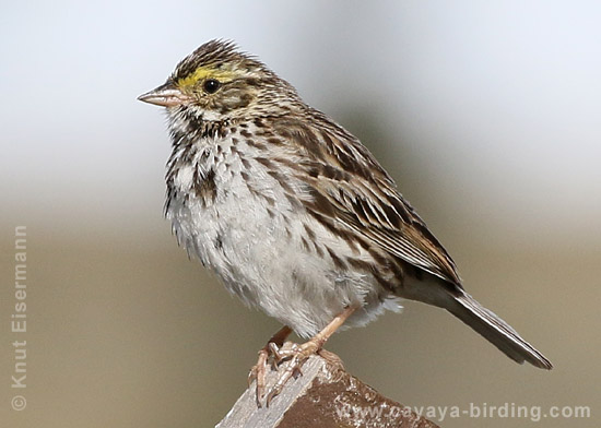 Savannah Sparrow