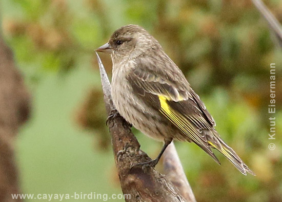 Pine Siskin