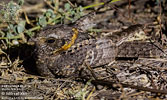 Buff-collared Nightjar, by Mikael Käll
