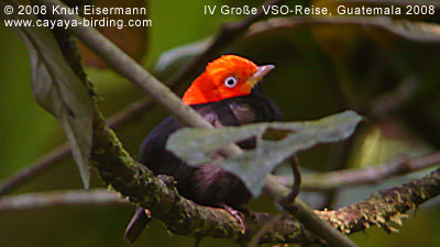 Red-capped Manakin